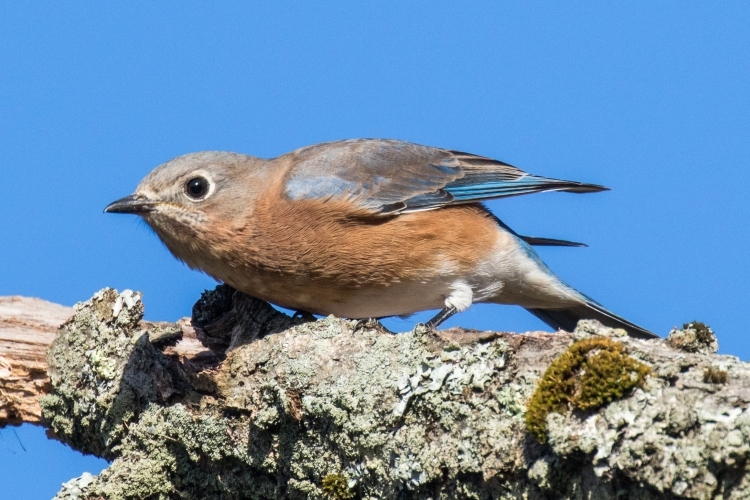 Eastern Bluebird