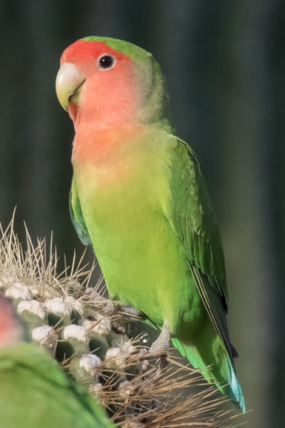 Rosyfaced Lovebird Portrait
