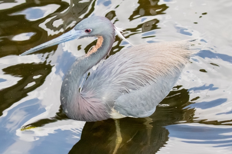 Tricolored Heron