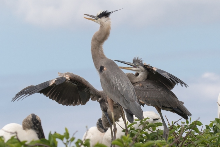 Great Blue Herons and Wood Storks