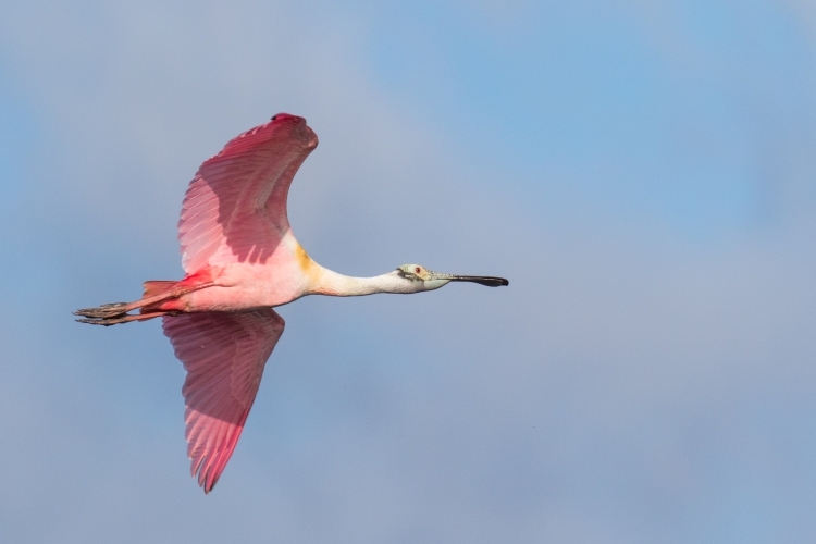 Roseate Spoonbill in Flight