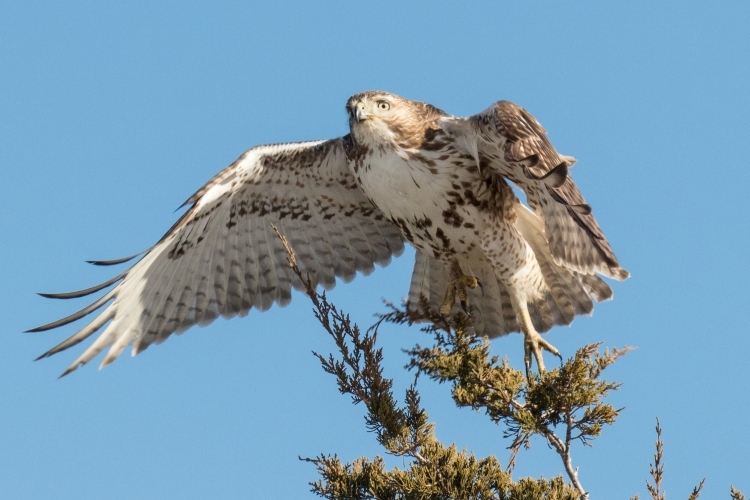 Red-tailed Hawk Taking Off