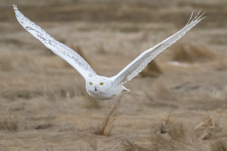 Snowy Owl in Flight