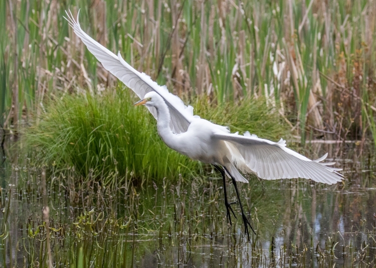 Great White Egret Landing