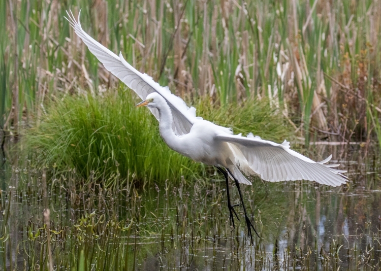 Great White Egret Landing