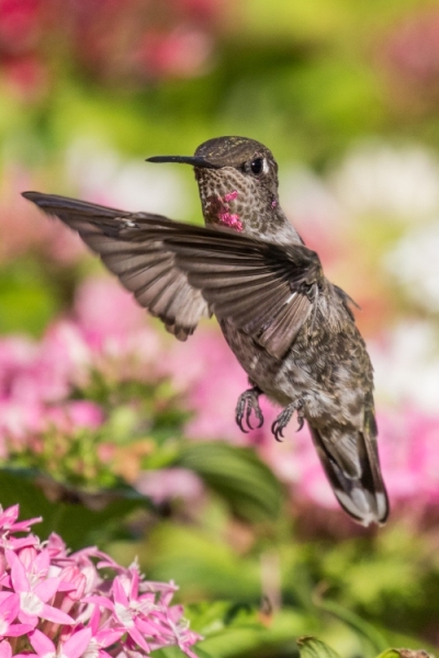 Anna's Hummingbird Hovering