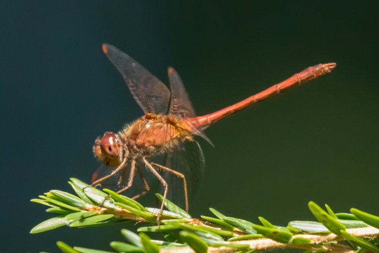 Dragonfly - Autumn Meadowhawk