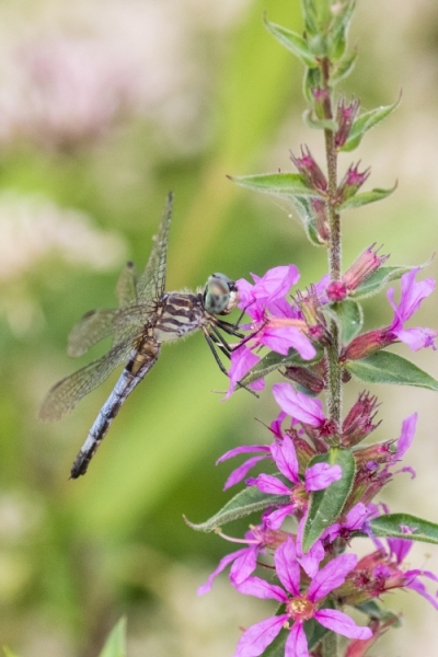 Blue Dasher Dragonfly on Purple Loosestrife