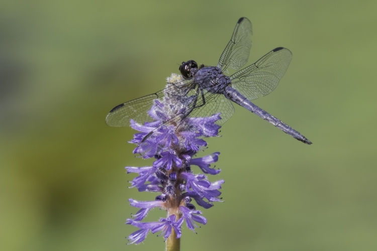Dragonfly - Slaty Skimmer