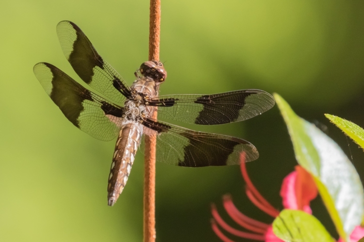 Dragonfly - Eight-spotted Skimmer