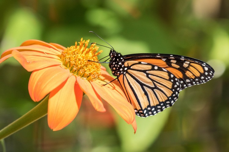 Monarch Butterfly on Orange Flower