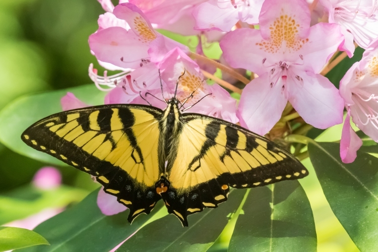 Eastern Tiger Swallowtail on Rhododendron, Lynnfield, MA