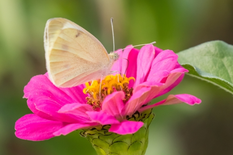 Cabbage White Butterfly, Community Gardens, Woburn, MA