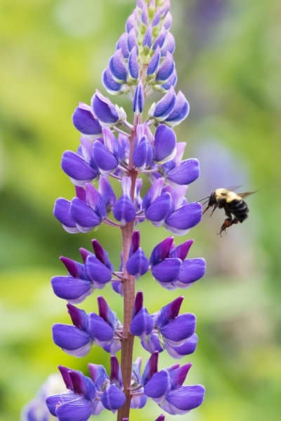 Bumblebee Hovering by Lupine, Lynnfield, MA