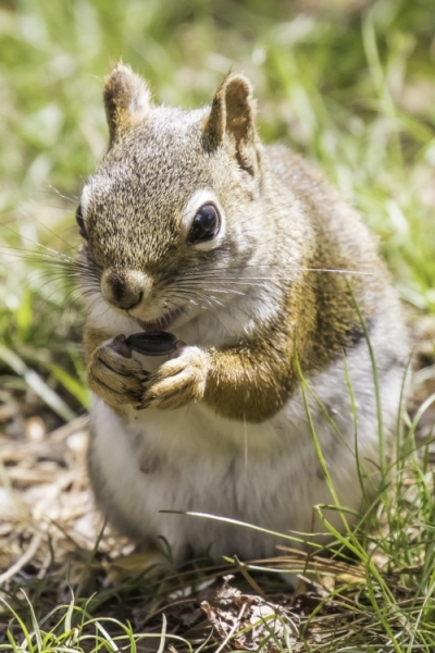 American Red Squirrel with Sunflower Seed