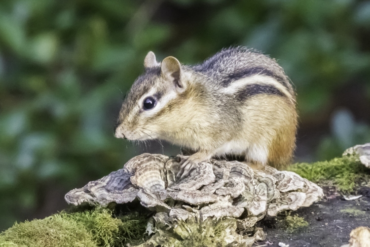 Chipmunk Studying Surroundings