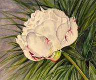 Peony