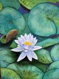 Water Lily