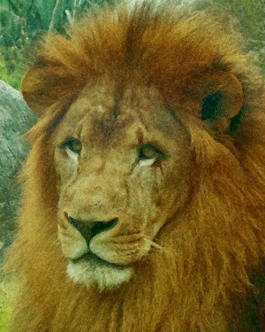 Essence of Lion Digital Image printed on Lustra paper and mounted on Gatorboard by Michael Nichols
