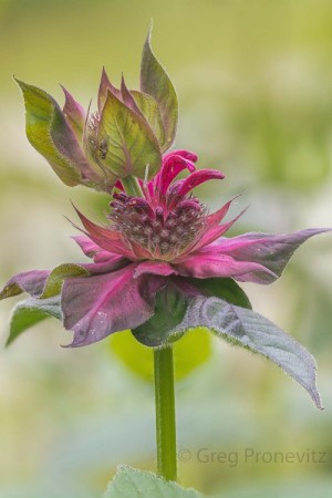 Double Blossom Bee Balm, Photograph  by Greg Pronevitz