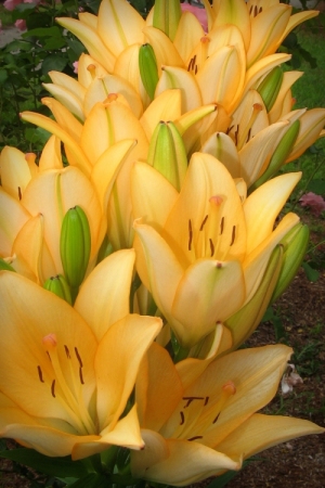 Golden Lilies with Green Pods