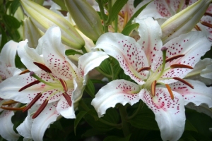 White Spotted Lilies