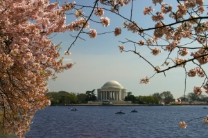 Cherry Blossoms at the Basin