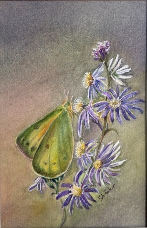 Brimstone Butterfly on Aster