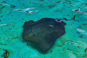 Swimming with the Rays, Bora Bora, Tahiti