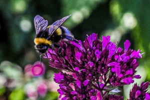 Bee, Mass Audubon, Topsfield, MA