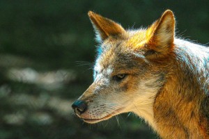 Grey Wolf, Stone Zoo, Stoneham, MA