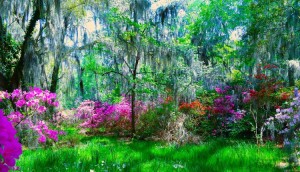 Magnolia Plantation, South Carolina